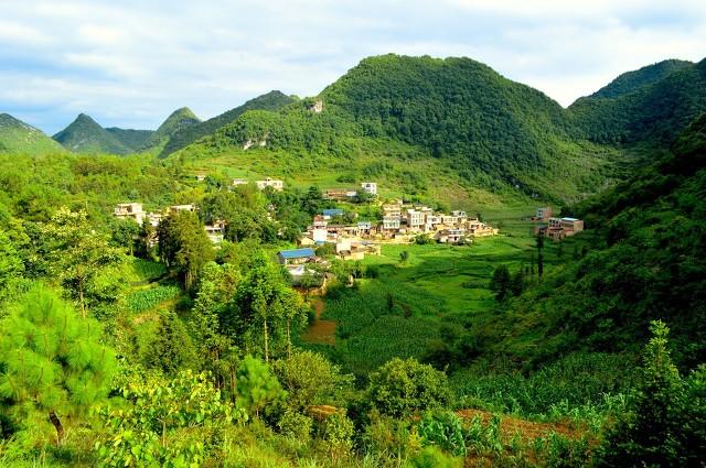 这些农村“野草”其实是高价药材，见到可别浪费了哦