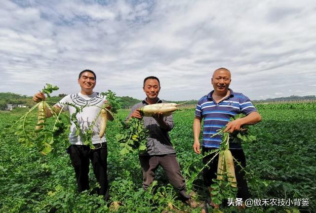 秋季萝卜种植正当时，萝卜这样种植个头大、产量高，不烂根不糠心