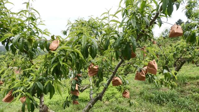 安陆：百亩桃园果香飘 相约六月来摘桃