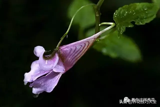 15种长成妖精的奇花异草，见过4种以上就是大神