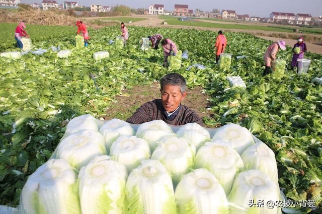 怎样才能种出高产优质的大白菜？掌握这些种植管理技巧