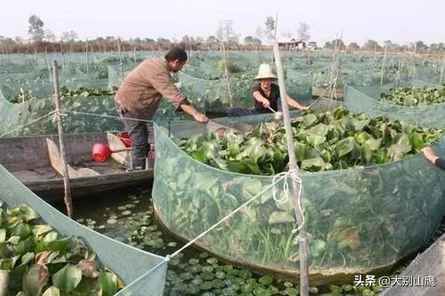 同样是养黄鳝，别人能赚钱而你却亏本，根源出在管理技术上