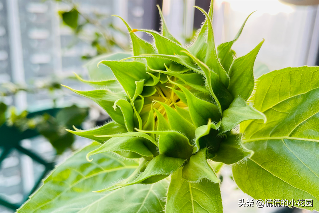 奶油向日葵的种植及养护方法！保姆级教程带你避坑，注意以下几点