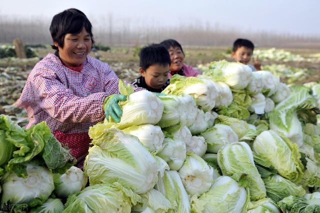 生产队时期自留地里套栽大白菜，收入五十元以上就可以过个肥年