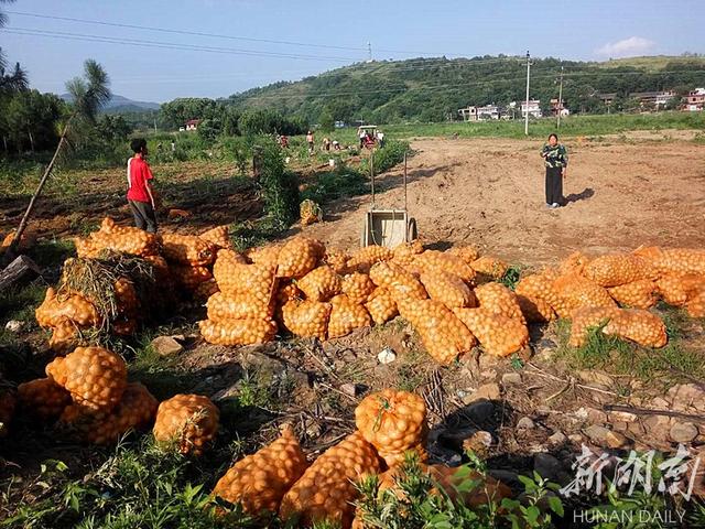 县区丨冷水滩：土豆变“金豆” 助力精准脱贫