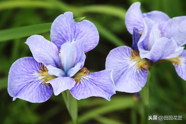 鸢尾花，难养？这些方面你可能没做好，这样做，鸢尾花又大又艳