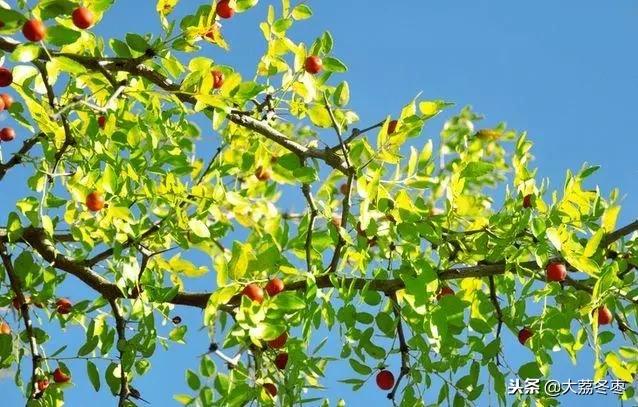 枣树栽植方法的介绍