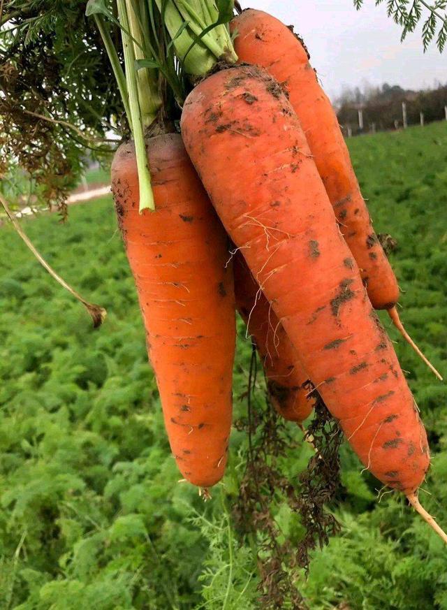 什么时候种植胡萝卜比较合适？该怎么种植呢？一起来看看吧