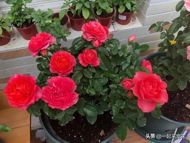 8月种上4种漂亮花，好养好看长势旺，轻松开成小花园