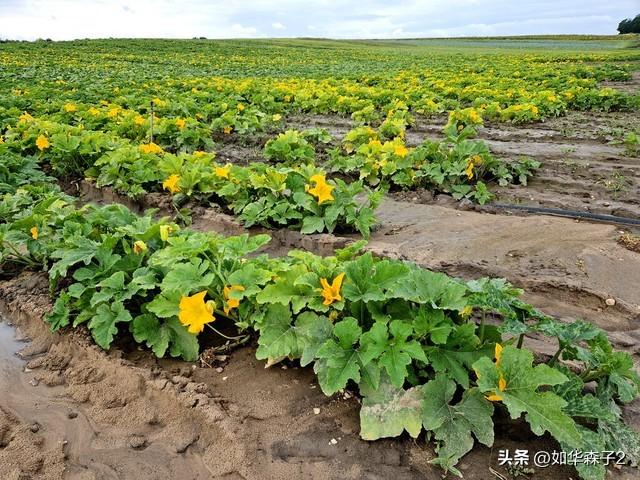 南瓜种植的9个高效技巧，让你丰收满地