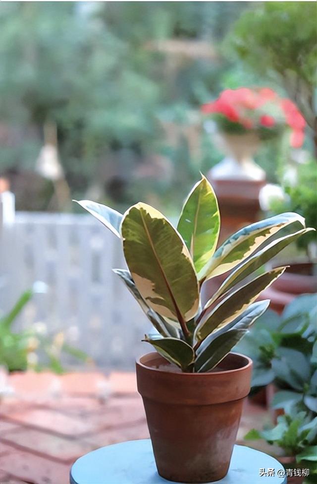 不得不看！小花园如何成功种植中大型观叶植物？跟我们一起学习吧