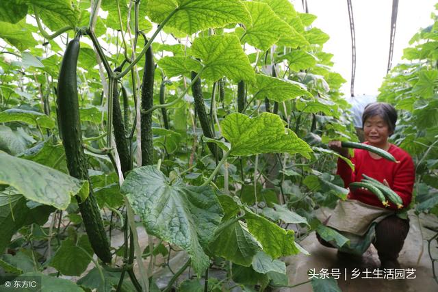 温室种植黄瓜，出现畸形瓜的因素和防治措施