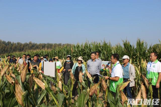 哪种大豆适合青岛种植？滴灌水肥一体化能增产多少？青岛举行秋季农作物新品种新技术观摩会