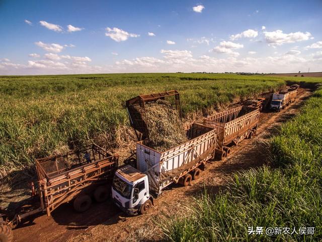 种甘蔗亩利润不足千元，广西种了1100万亩，战略地位等同于粮棉油