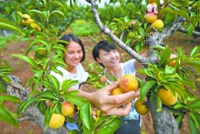 李子种植并不难，简述李子种植技术，从选种到施肥和病虫害防治