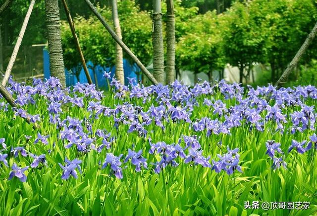 庭院自然式水景边适合种什么植物？这6种植物值得拥有