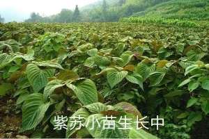 中药材种植网官网(紫苏子用量很大 价格仍在高峰中 这个品种全国各地都能生长)