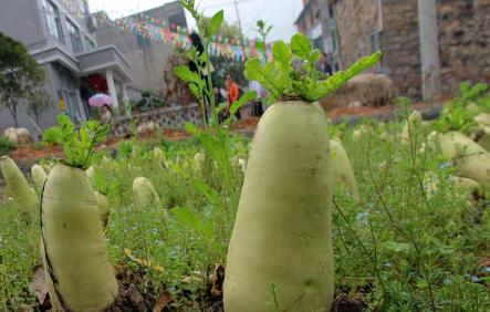 冬吃萝卜夏吃姜，什么季节种植出来的萝卜最好吃？