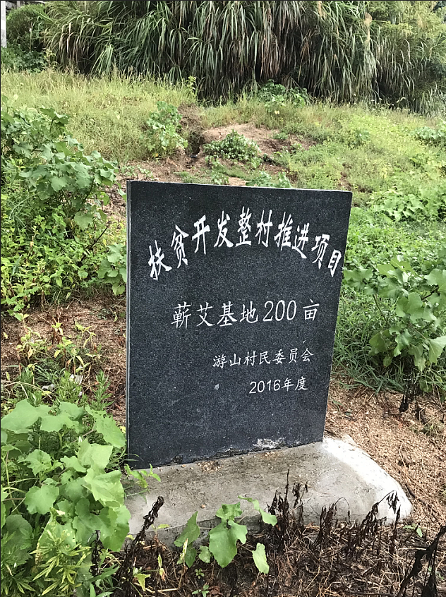 艾草种植正当时：艾草如何种植，蕲艾的种植和栽培技术