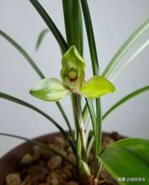 香菇的种植技术与茵种(我们在用香菇培养基种植兰花时，做到这两点兰花冒芽爆盆快)