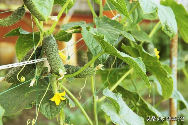 晚豆角、晚黄瓜最佳种植时间，掌握4个管理技巧，一茬一茬摘不完