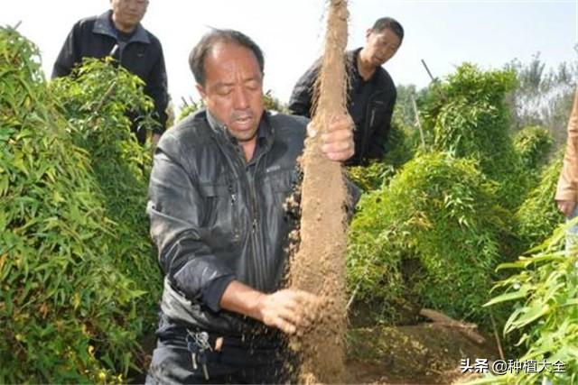 山药的种植，有一定的技巧，掌握好收的时候就省事了