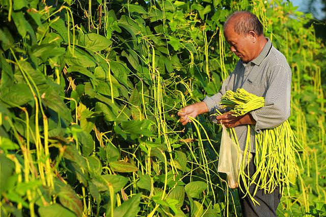 冬季也能种豆角，掌握4点种植技术，冬季大棚豆角长得好