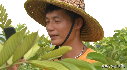 石潭番石榴喜丰收！果农学拍短视频来销售