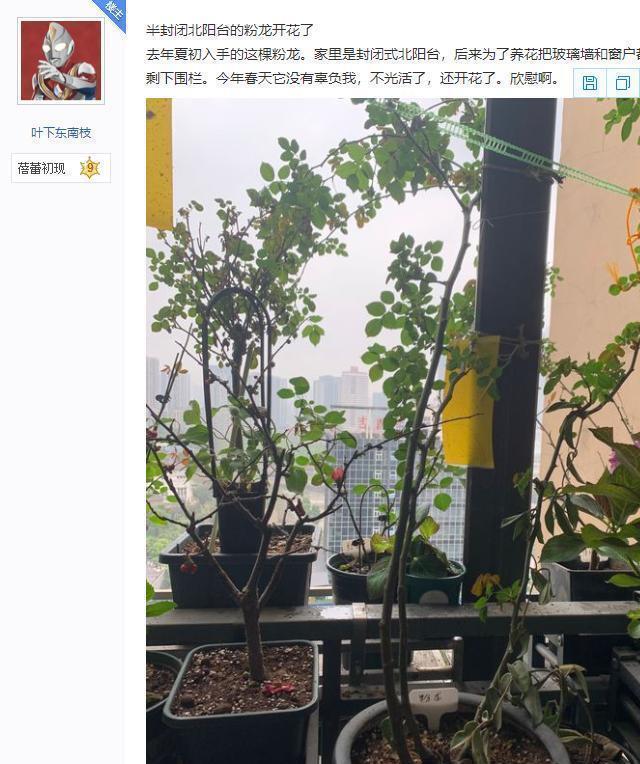 翻盖花园：万元封阳台换新生态