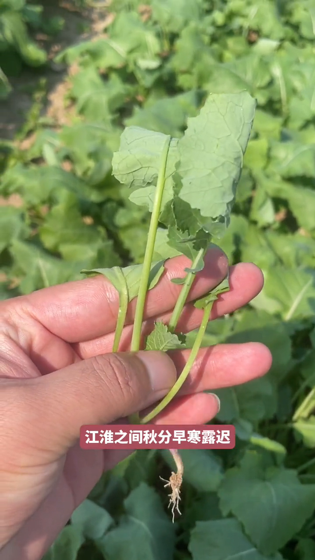 油菜种植8大注意事项，你要记住啦！#农民