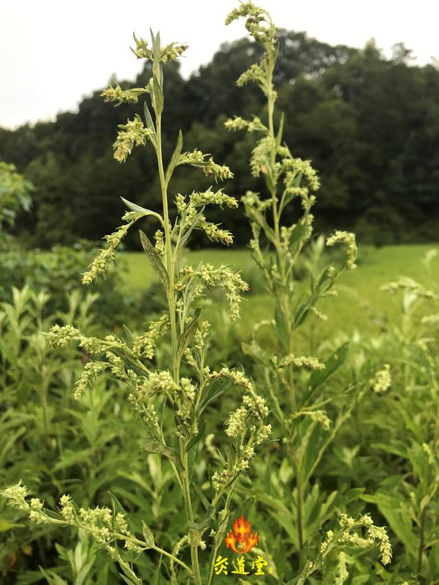 艾草种植正当时：艾草如何种植，蕲艾的种植和栽培技术