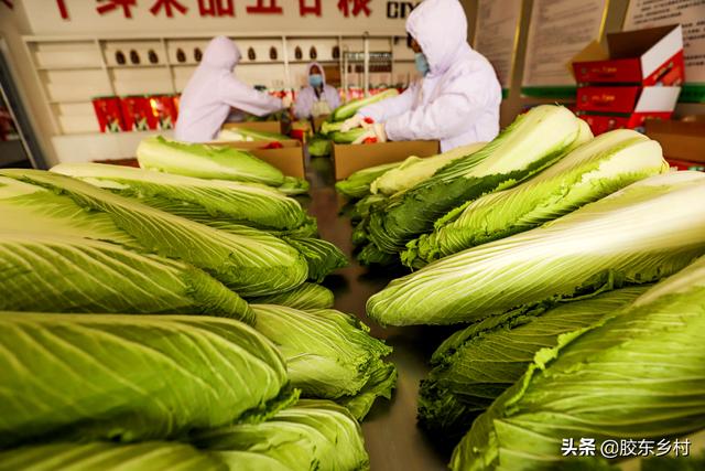 亩产值2万元，龙牙白菜为啥成蔬菜珍品？三个地方的白菜更出名