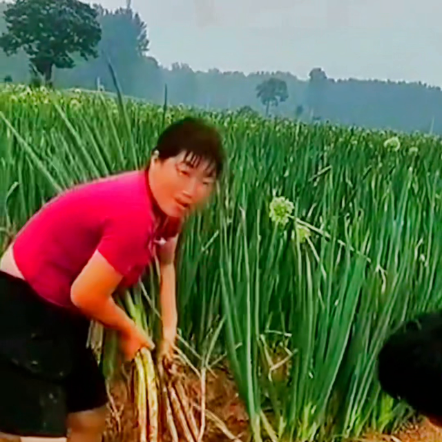 大雨过后的大葱小葱如何去防治，一个配方就可以了，几毛钱...