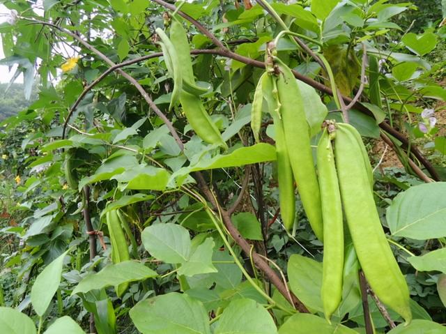 大刀豆种植技术，无论在露地、家里都可以栽培，采收期长达几个月