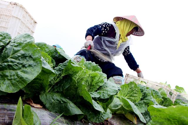 怎么种好娃娃菜？优质高产栽培，农民朋友要掌握好5点