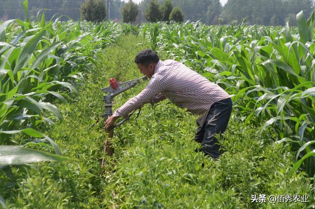 白术种植有3怕，遇到高温干旱天气，农民朋友如何正确浇水？