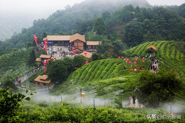 为广元建黄茶标准体系，他帮村民用茶叶铺就脱贫致富路