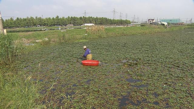 白露时节秋意浓，奉贤菱角正是尝鲜时