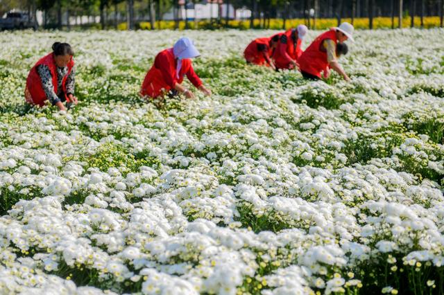 村村有好戏∣ 济宁任城区郗庄村：种植中药材 致富有“良方”