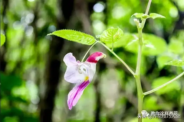 15种长成妖精的奇花异草，见过4种以上就是大神