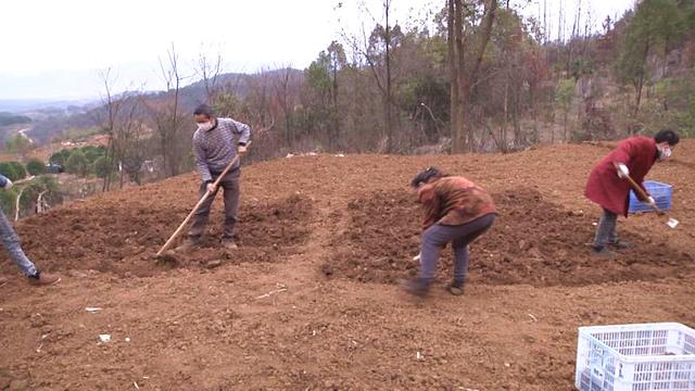 瑞昌：抢抓农时种植山药