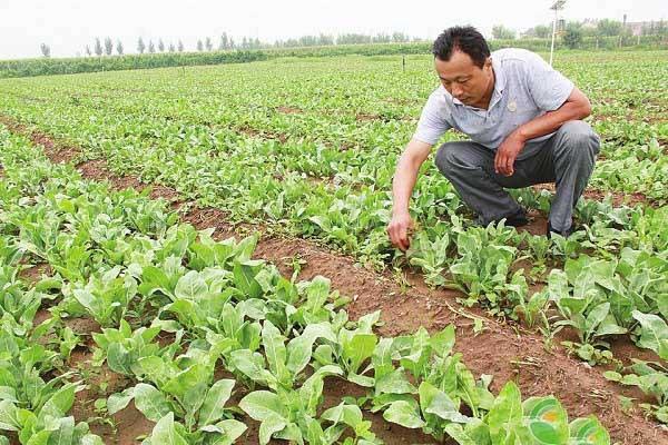 80后小伙种植板蓝根提高经济收入，并带动村民共同致富