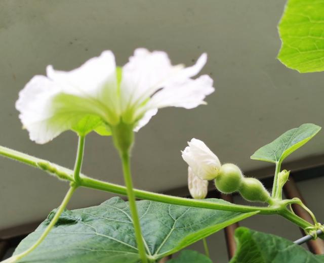 手捻葫芦种植记