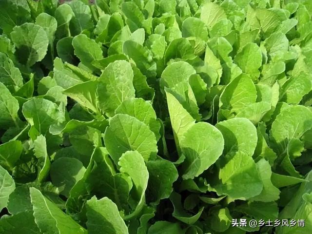 夏季种小白菜易遭虫害怎么办？用这几种方法，不用喷农药就能防治