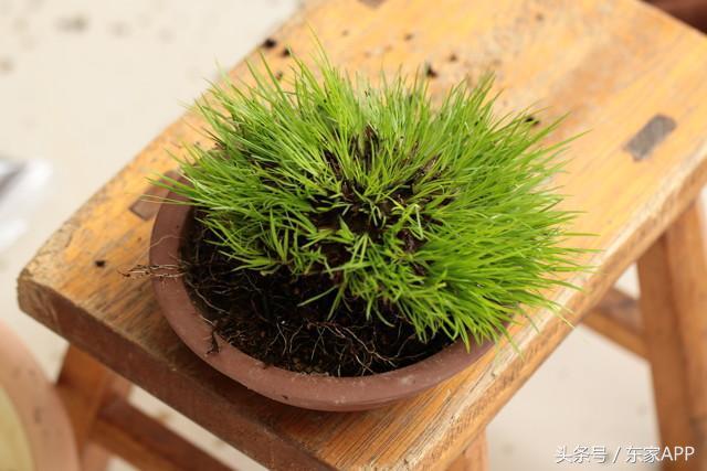 一分钟带你学会菖蒲种植的全过程，配土、疏水、铺面一步也不能少