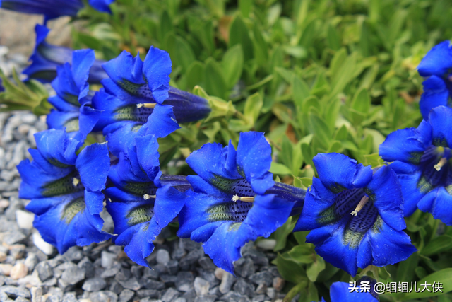 十种象征天空蓝的花草，带你徜徉在宽广无比的蓝色花海中，醉了