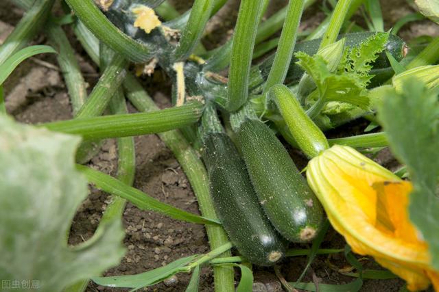 种植西葫芦瓜大、质量好，搞清栽培4要点，产量增加20%