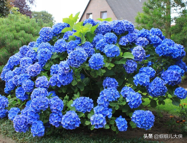 十种象征天空蓝的花草，带你徜徉在宽广无比的蓝色花海中，醉了