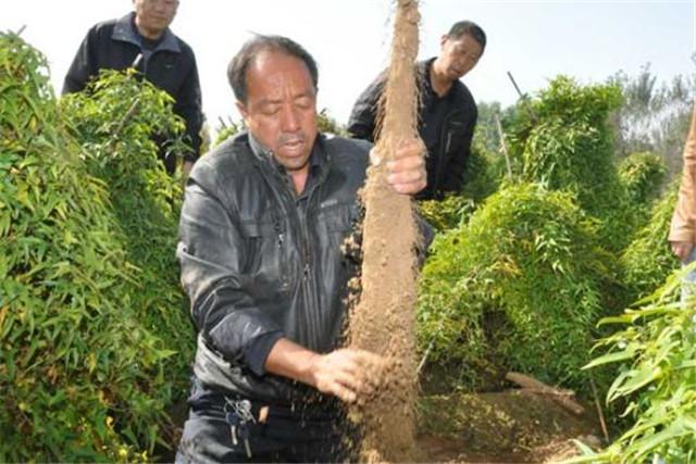 扁山药栽培技术，高产的同时又能高收入，农民要了解