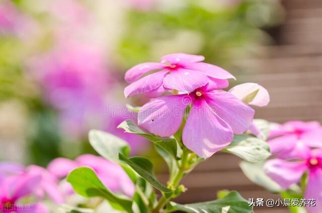 6~8月适合种植什么花卉，山东青州花卉基地告诉你